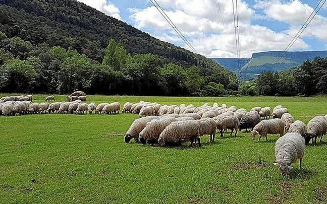 Ovejas pastando en los montes ayaleses.