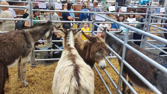 El mundo rural ha marcado la jornada del sábado en Elgoibar con la Feria Especial de Trinidades / Aitor El mundo rural ha marcado la jornada del sábado en Elgoibar con la Feria Especial de Trinidades
