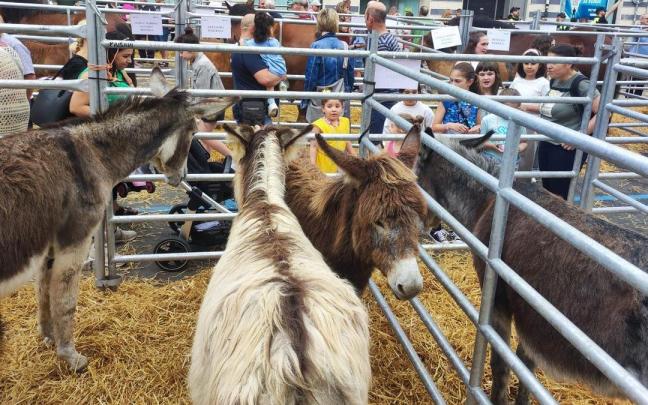 El mundo rural ha marcado la jornada del sábado en Elgoibar con la Feria Especial de Trinidades / Aitor El mundo rural ha marcado la jornada del sábado en Elgoibar con la Feria Especial de Trinidades
