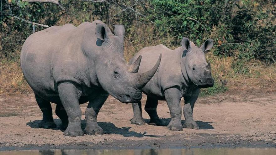 Existen dos subespecies: el rinoceronte blanco del sur, y el del norte, que está extinto, ya que solo quedan dos hembras estériles en cautividad en Kenia