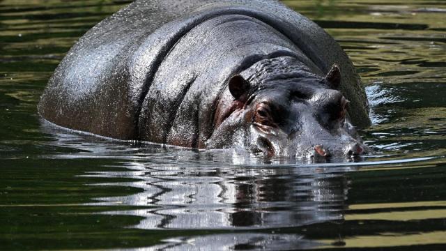 Imagen de archivo de un hipopótamo