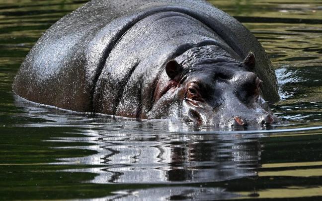 Imagen de archivo de un hipopótamo