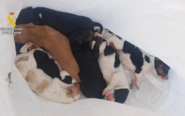 Cachorros de perro rescatados.