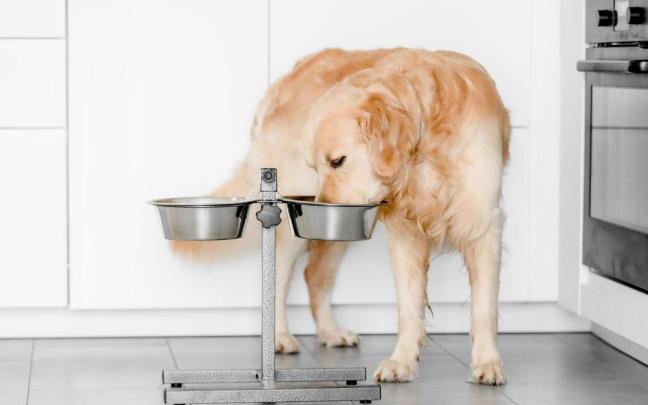 Poner a una altura adecuada el plato de comida mejora la ingesta y la digestión.