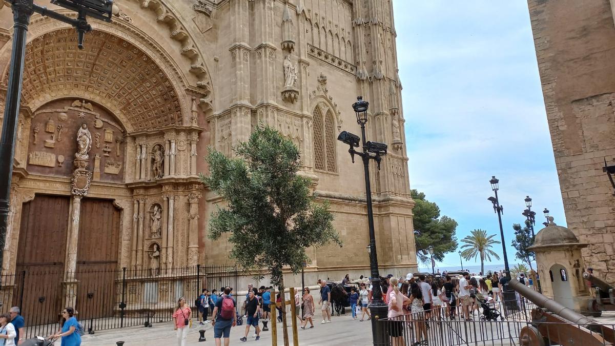 Una pareja de Vitoria ha presenciado por casualidad un hecho que ha tenido lugar por primera vez en la historia de Mallorca