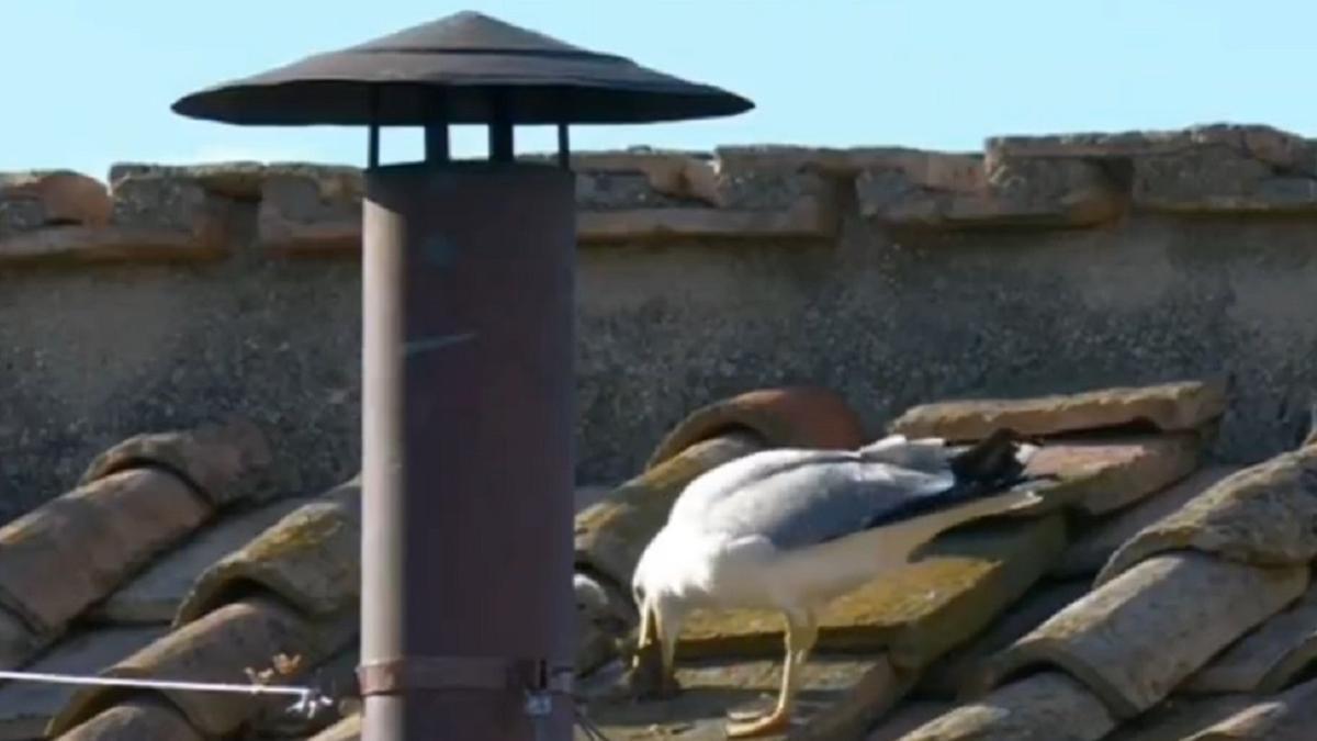 La gaviota, alimentando a su cría junto a la chimenea de la Capilla Sixtina.