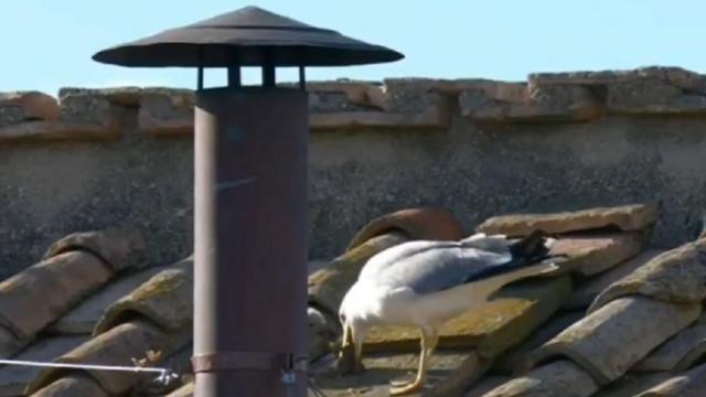 La gaviota, alimentando a su cría junto a la chimenea de la Capilla Sixtina. / X (@Gazzismo) La gaviota, alimentando a su cría junto a la chimenea de la Capilla Sixtina.