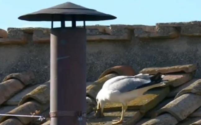 La gaviota, alimentando a su cría junto a la chimenea de la Capilla Sixtina. / X (@Gazzismo) La gaviota, alimentando a su cría junto a la chimenea de la Capilla Sixtina.