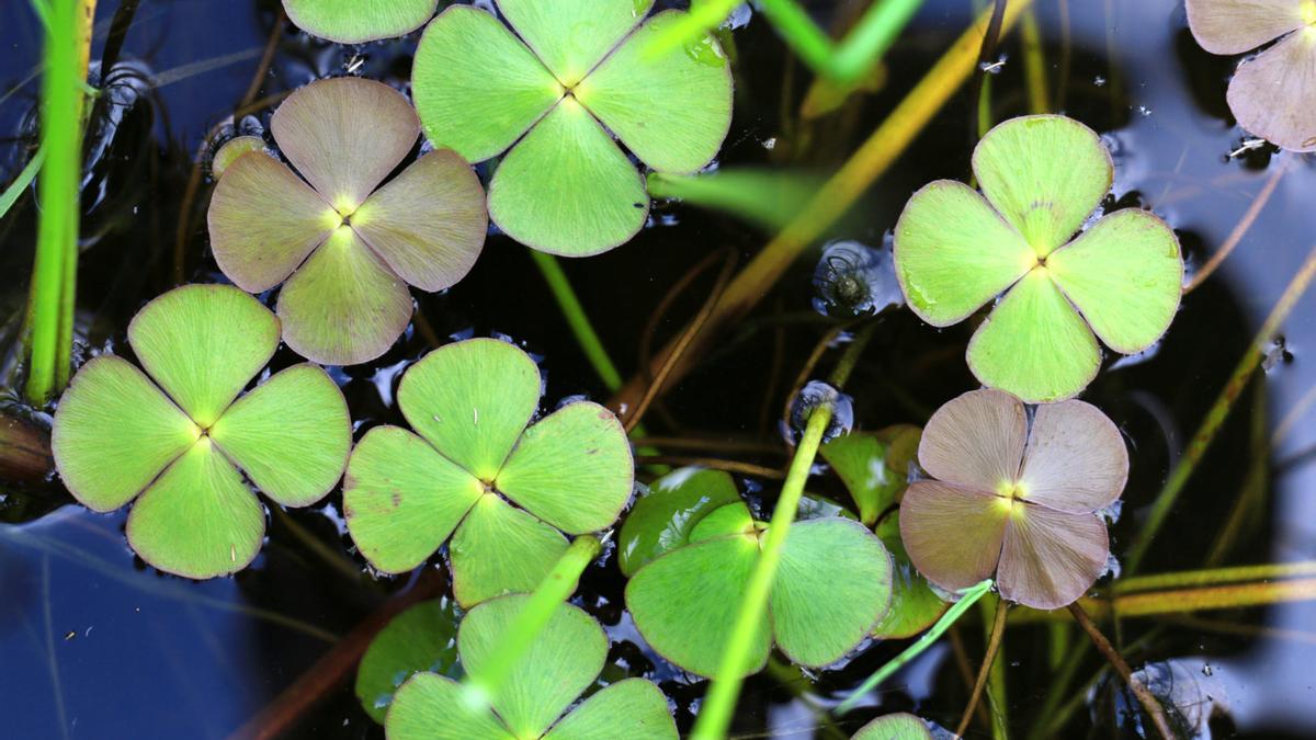 Trébol de cuatro hojas, especie protegida.