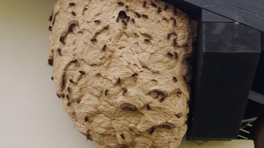 Nido de avispa asiática localizado y retirado el año pasado en Kortezubi.