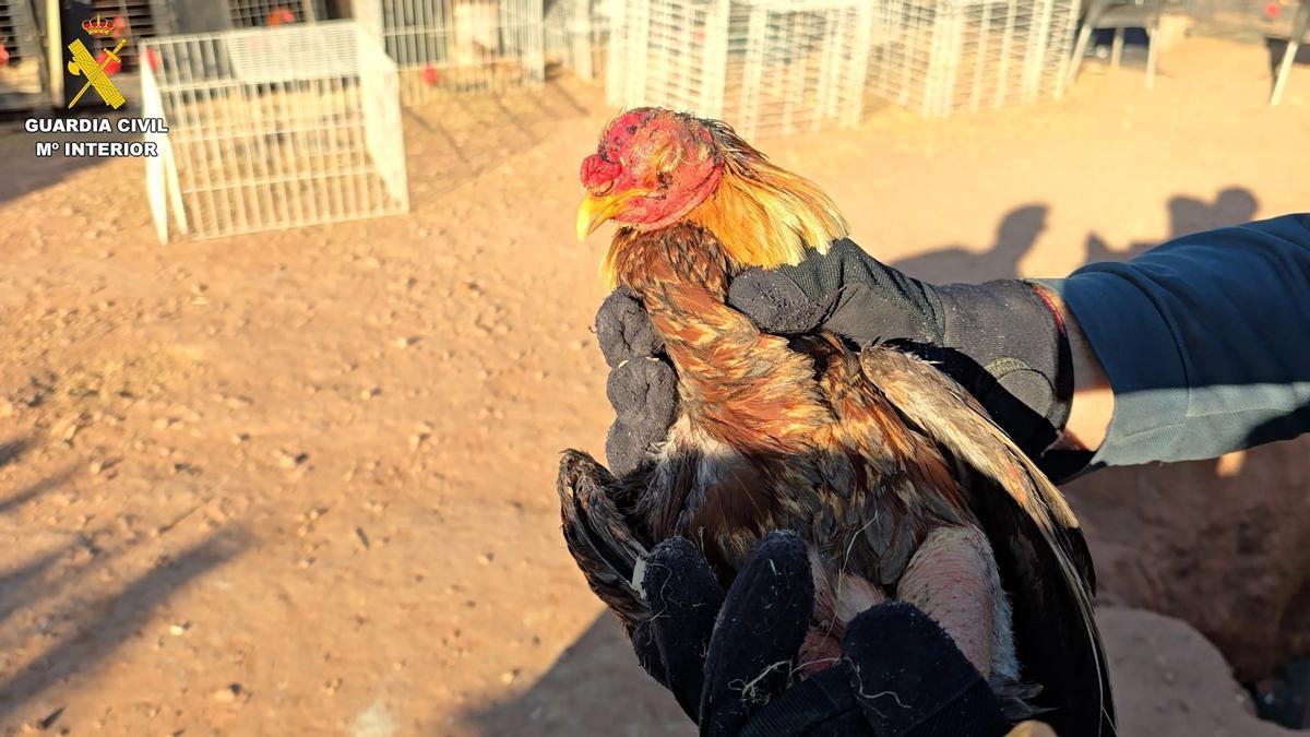 Localizados más de cien animales con síntomas de maltrato en una vivienda en Bétera (Valencia)