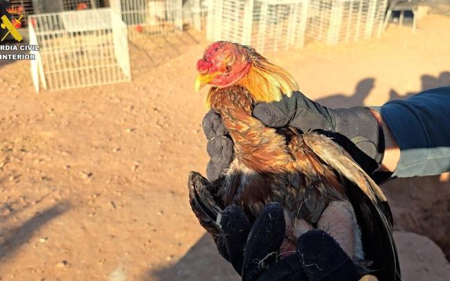 Localizados más de cien animales con síntomas de maltrato en una vivienda en Bétera (Valencia)