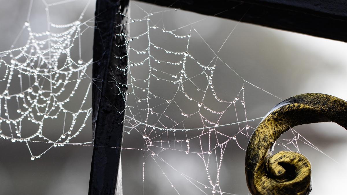 Las telarañas aparecen en lugares difíciles de alcanzar.