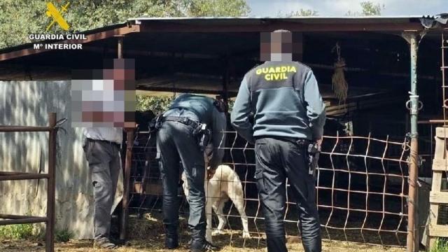 Operación de la Guardia Civil en una finca.