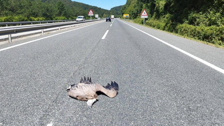 Un buitre se estrella contra un coche en la A-15 en Imotz