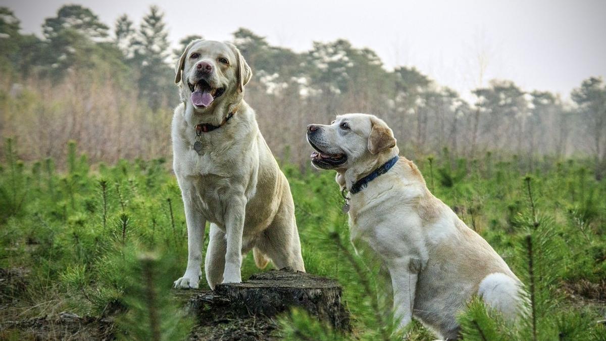 Imagen de archivo de dos perros en el campo.