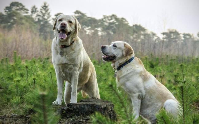 Imagen de archivo de dos perros en el campo.