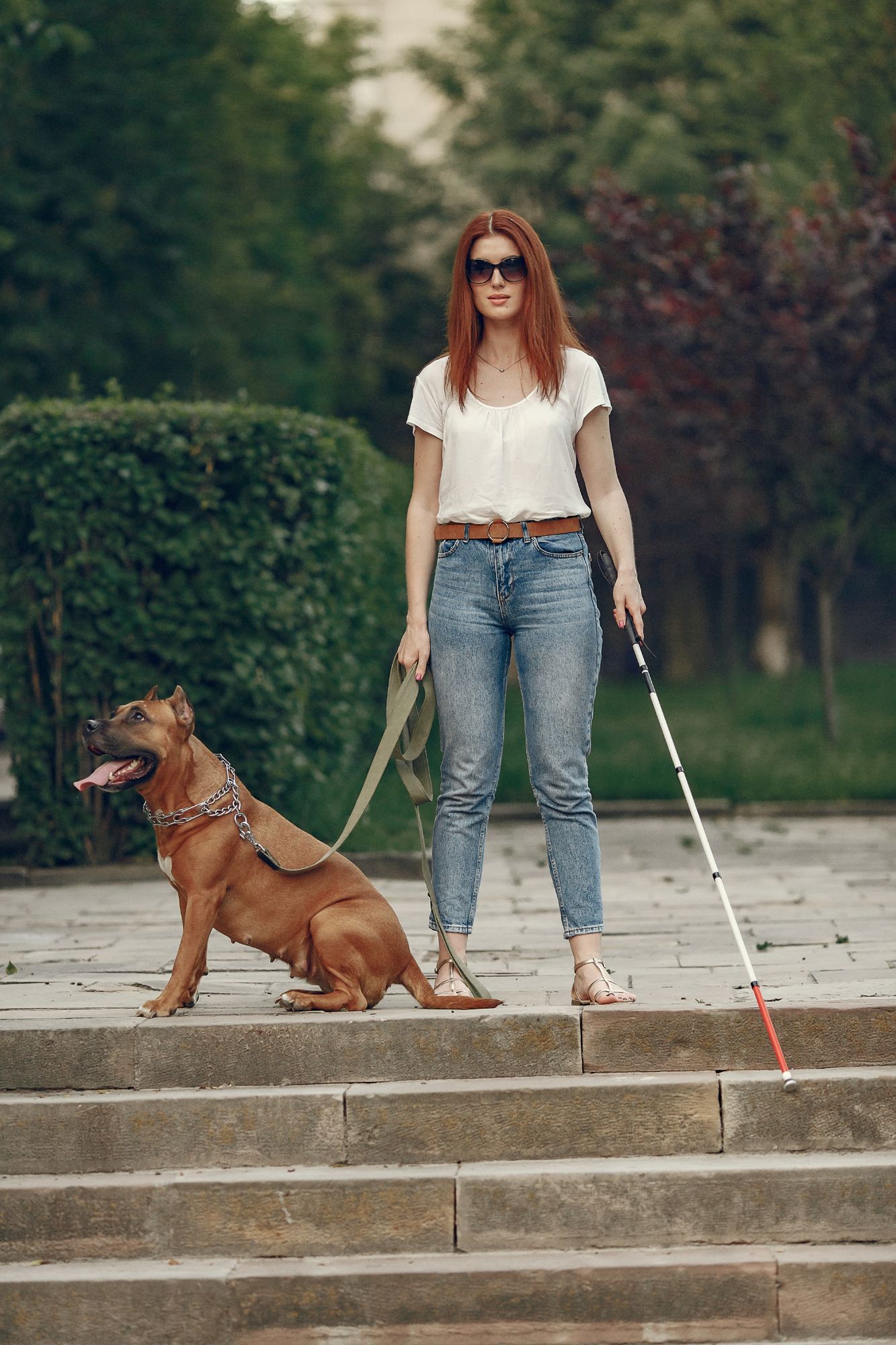 Una perra guía se detiene para advertir a una mujer ciega de los escalones.