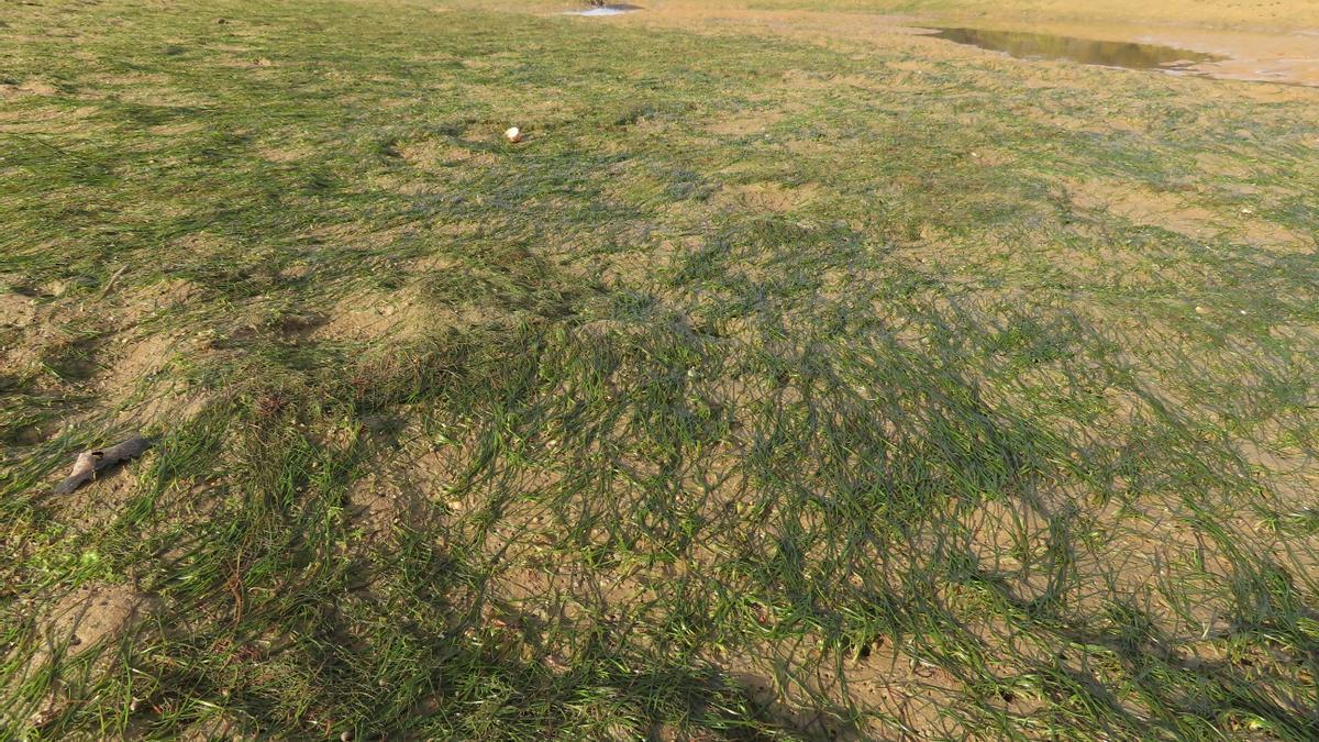 Las praderas marinas afrontan diversas amenazas.