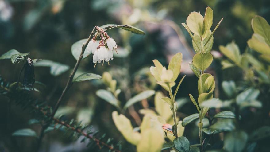 La flor del arándano.