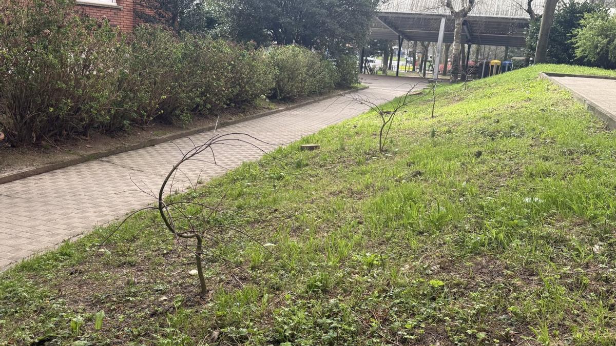 Árboles de pequeño, junto a la plaza Karlos Saldise