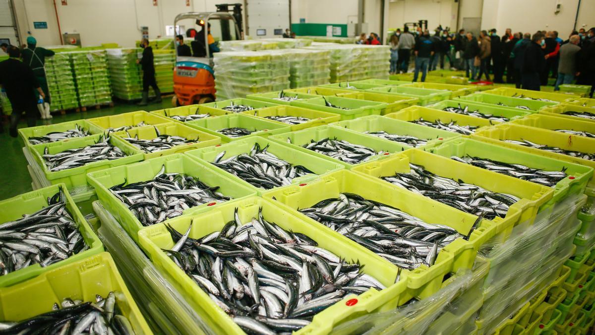Cajas repletas de anchoas durante la campaña de pesca