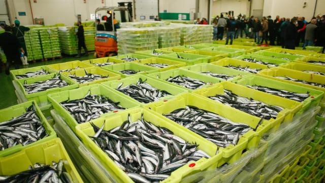 Cajas repletas de anchoas durante la campaña de pesca