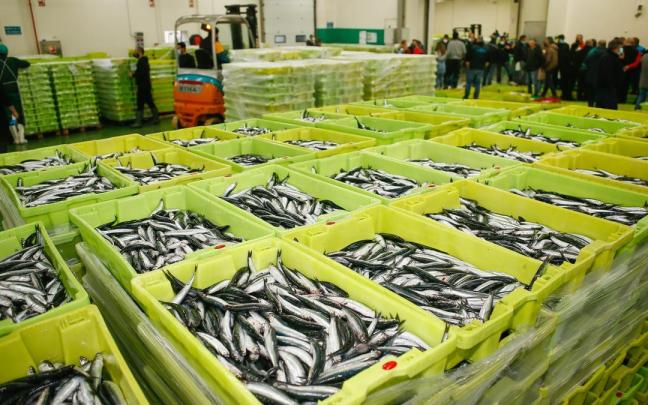 Cajas repletas de anchoas durante la campaña de pesca