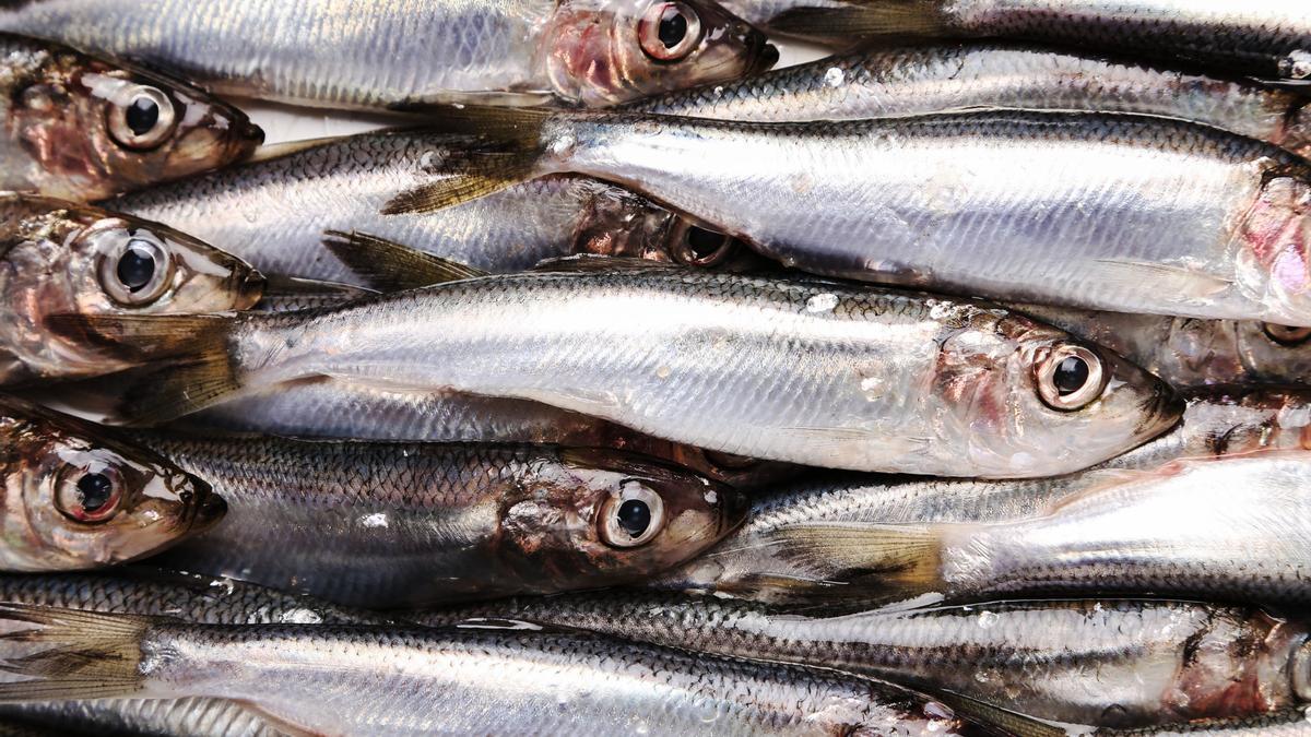 Anchoas frescas en un caja de la pescadería.