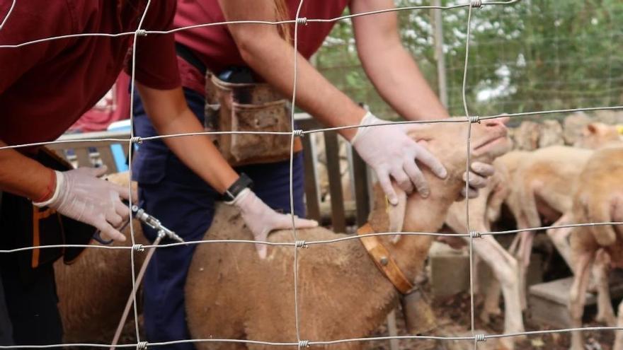 Dos personas inoculan la vacuna contra la enfermedad de la 'lengua azul'.