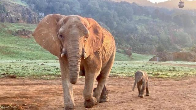 Elefantes en el Parque de Cabárceno.
