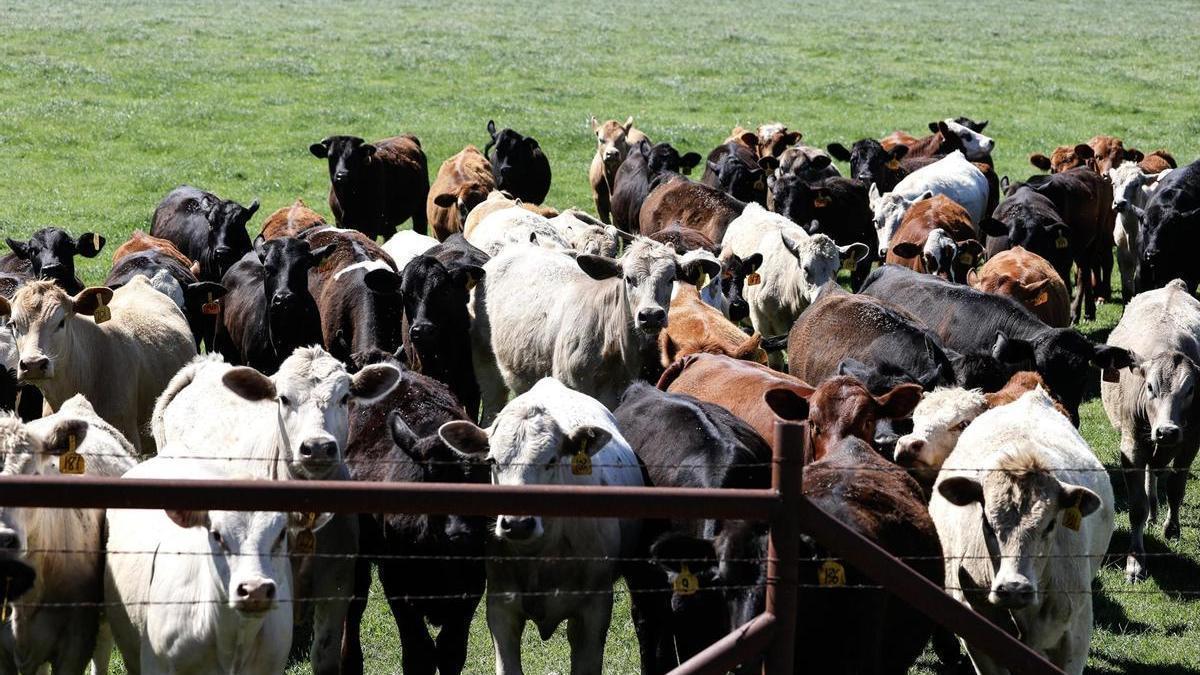 La gripe aviar ha hecho saltar las alarmas en Estados Unidos tras asolar varias granjas de vacas en el país.