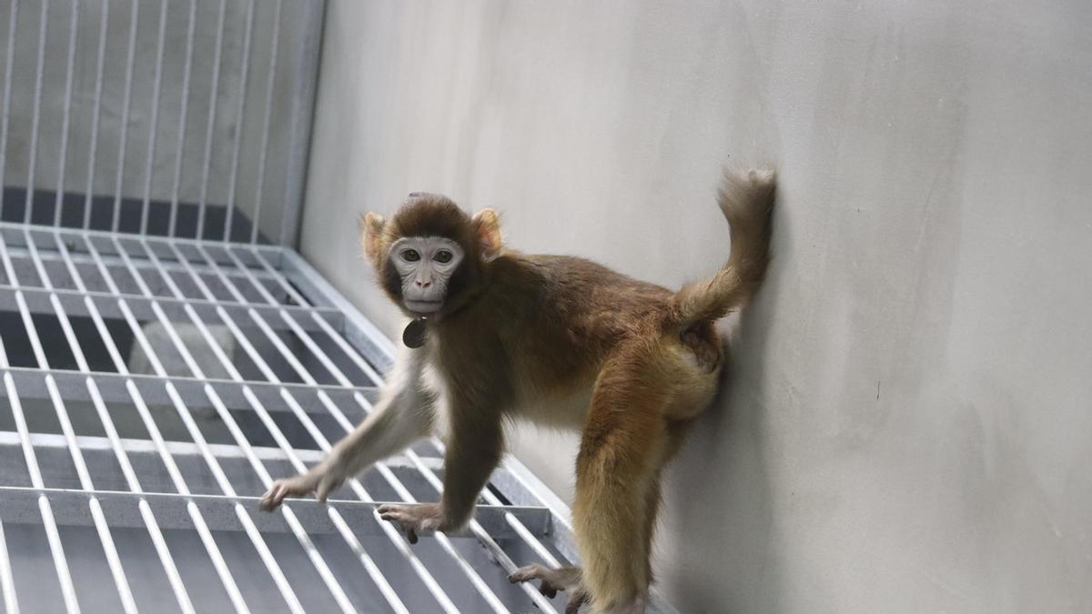 Fotografía del mono rhesus que sobrevivió más de dos años.