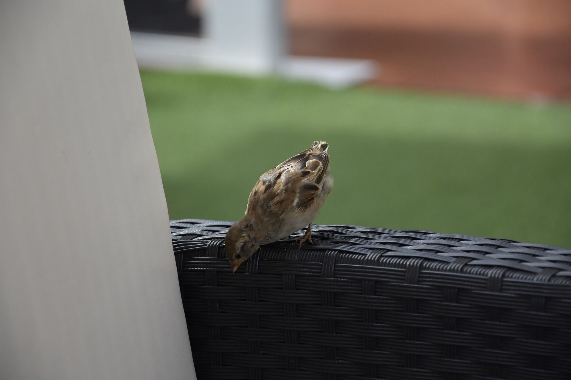 Un gorrión posado en el brazo de un sillón en una terraza.