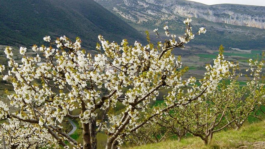 En imágenes: Estos son los planes imprescindibles para darle la bienvenida a la primavera en Euskal Herria