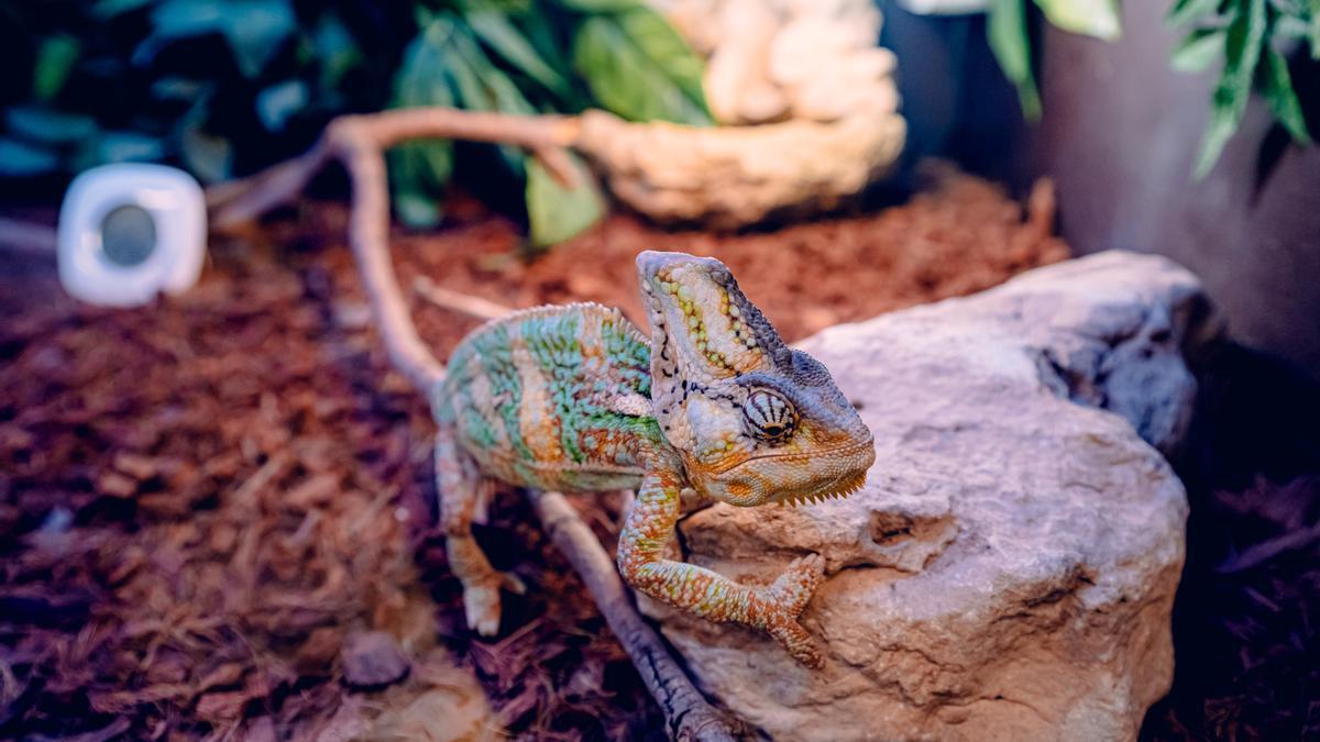 Un camaleón se mueve a su calmado ritmo por el suelo de su terrario.