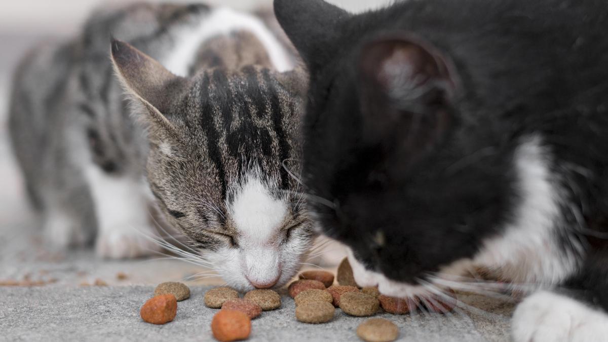 Dos gatos comiendo pienso