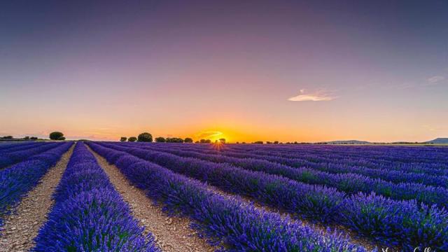 Atardecer sobre un campo de lavanda en floración. / Mariano Calleja Atardecer sobre un campo de lavanda en floración.
