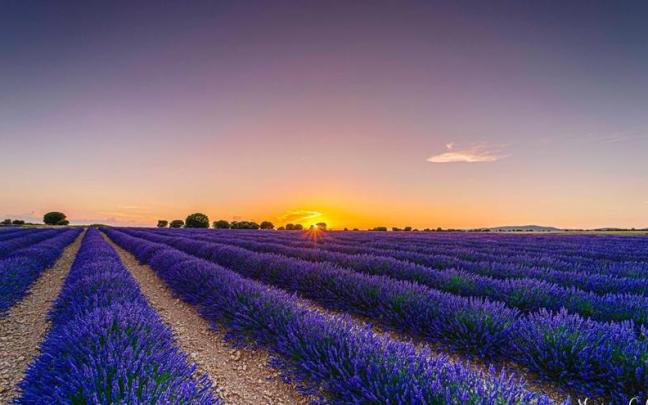 Atardecer sobre un campo de lavanda en floración. / Mariano Calleja Atardecer sobre un campo de lavanda en floración.