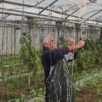 Un baserritarra de Arratzu, en su invernadero.