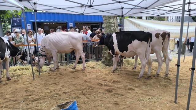 Unas vacas en el Baserritar eguna de Irun