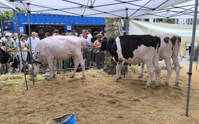 Unas vacas en el Baserritar eguna de Irun