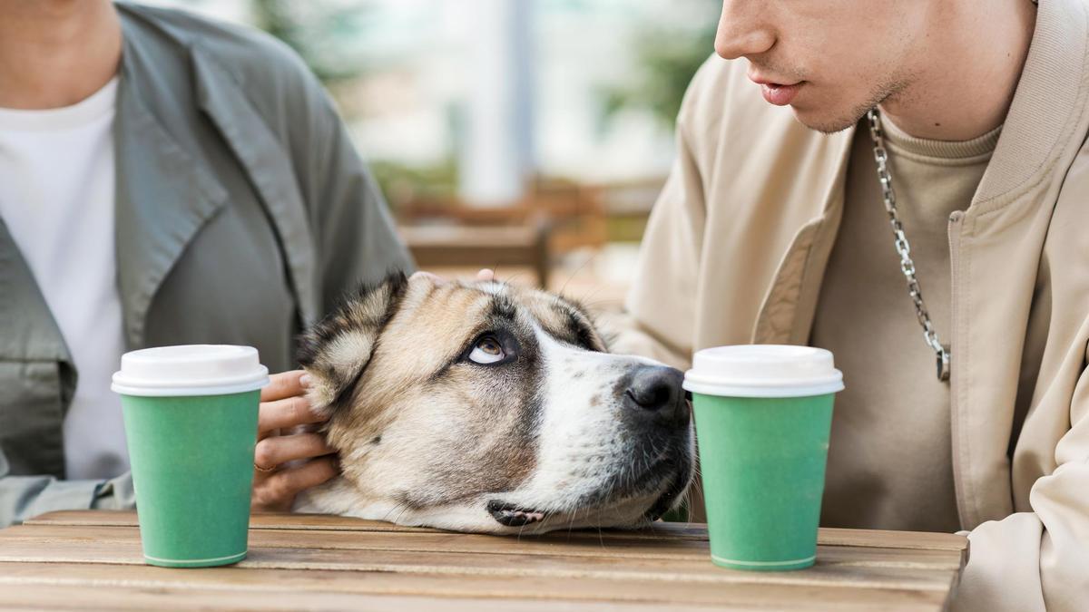 Un perro mira suplicante a uno de sus humanos para conseguir atención o algo de comida.