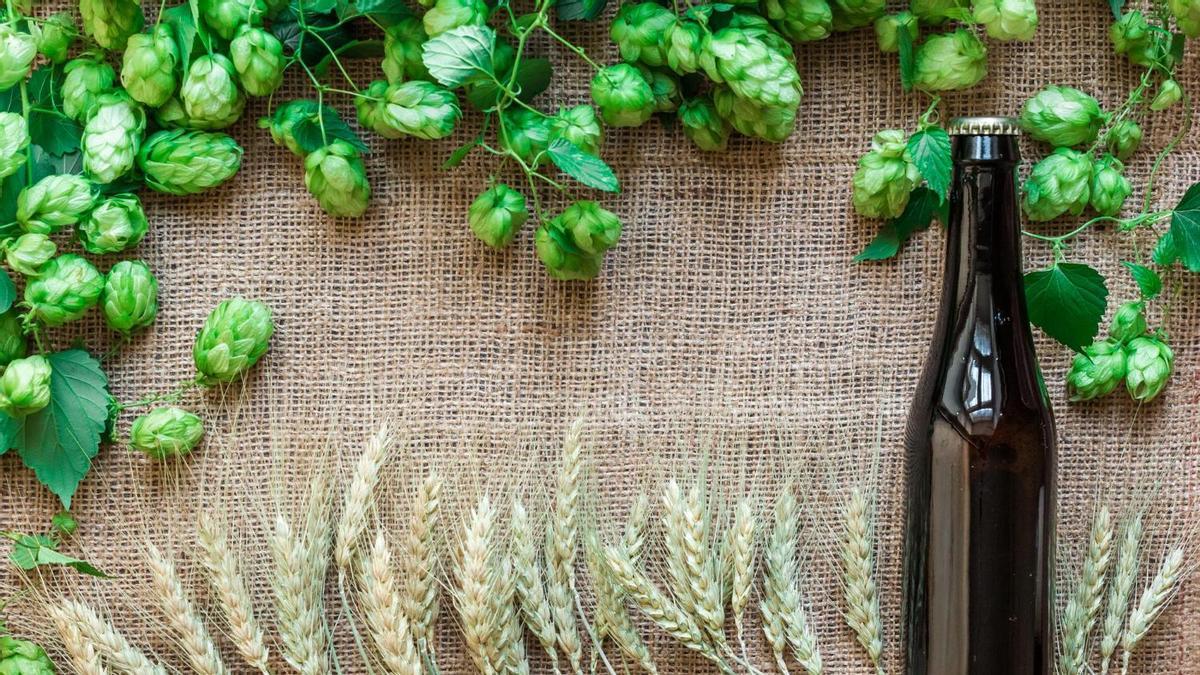 La flor de lúpulo es un ingrediente imprescindible en la elaboración de la cerveza.