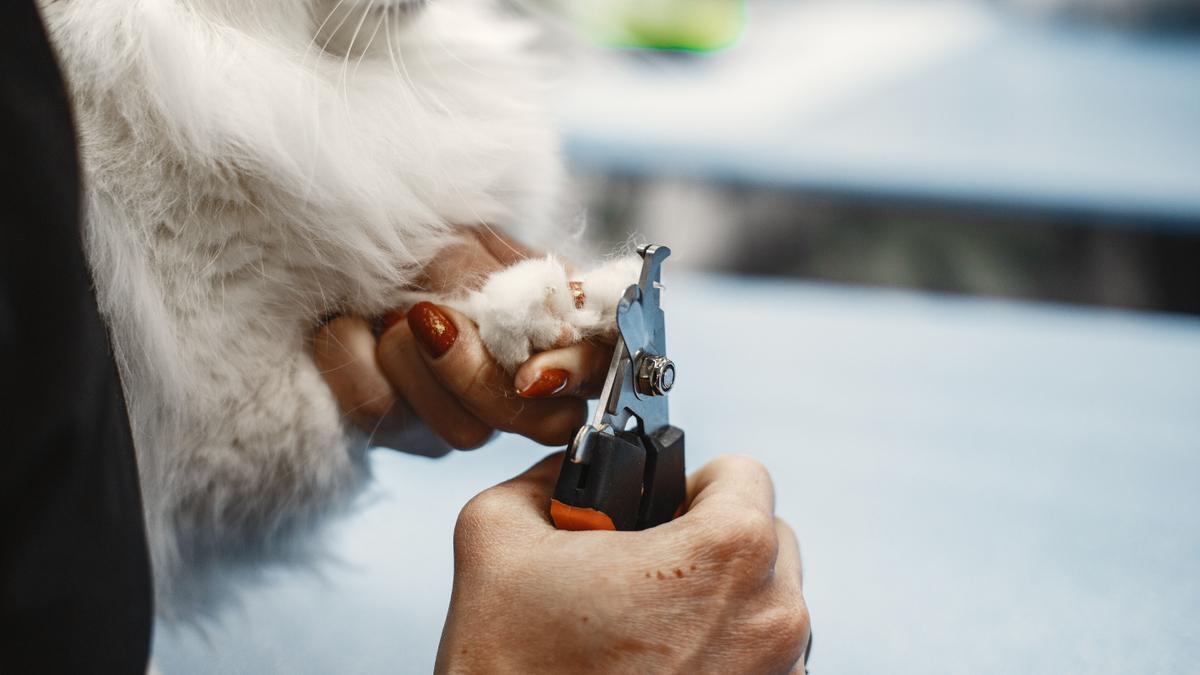 Recortar regularmente las uñas de perros y gatos evitará daños en las telas y la madera.