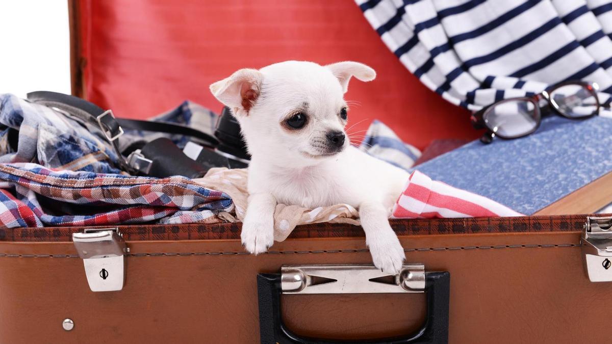 ¿Puedo viajar con mi mascota en avión?