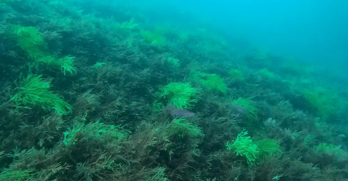 Alga invasora japonesa, 'Rugulopteryx okamurae' | Fuente: AZTI
