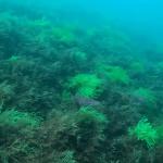 Alga invasora japonesa, 'Rugulopteryx okamurae' | Fuente: AZTI