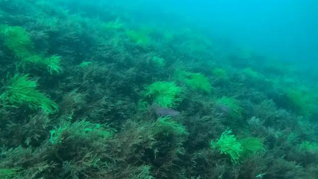 Alga invasora japonesa, 'Rugulopteryx okamurae' | Fuente: AZTI
