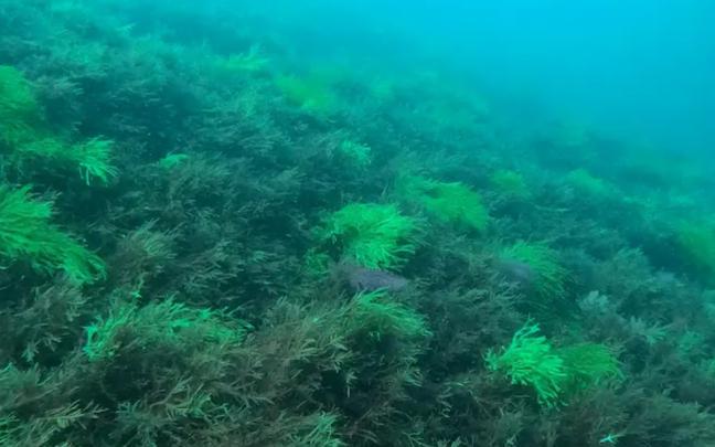 Alga invasora japonesa, 'Rugulopteryx okamurae' | Fuente: AZTI